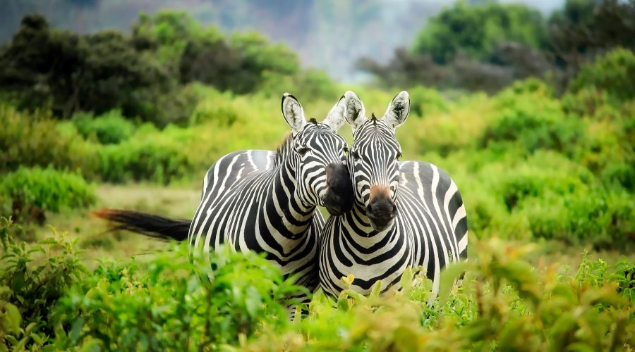 Parque Naciona Tarangire / Parque Nacional Serengueti