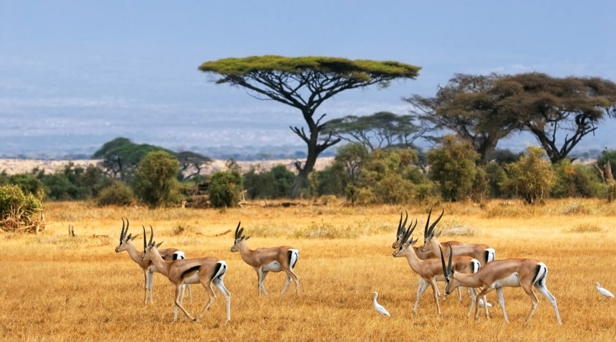 Arusha