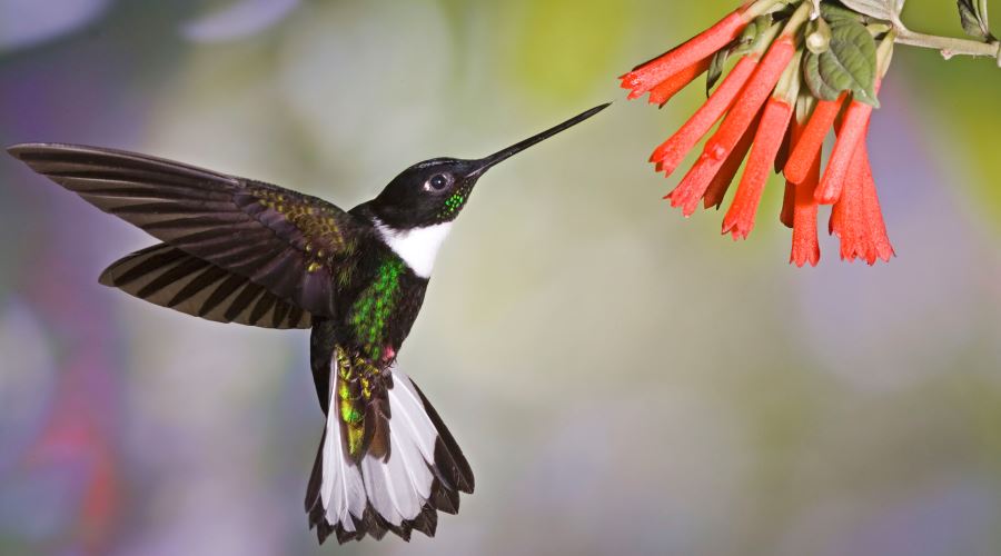 Equador Natural