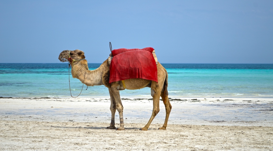 Djerba