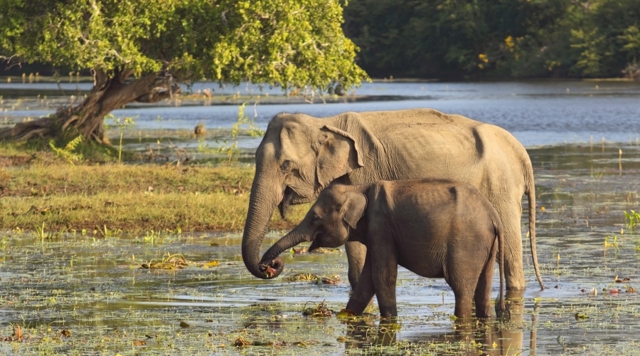 Sri Lanka & Maldivas
