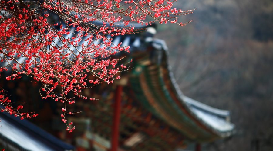 Busan / Seul