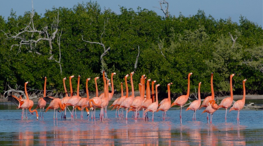 Reserva Natural Río Lagartos