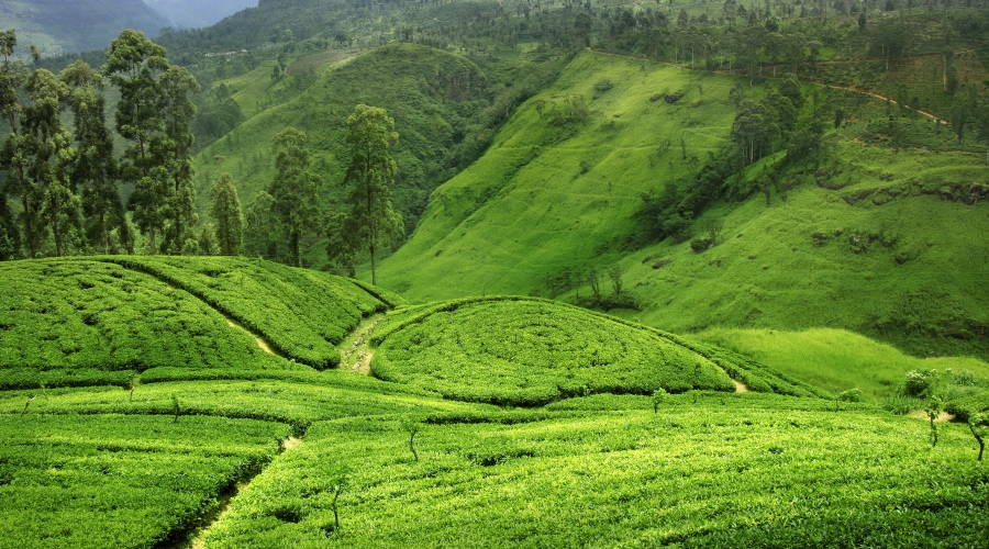 Visitas em Nuwara Eliya