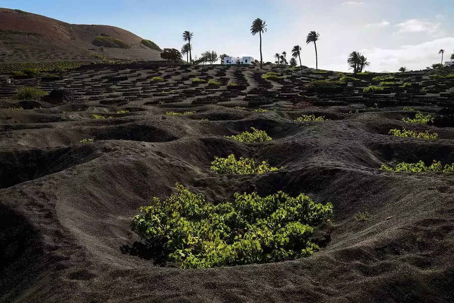 Sol, playa y Vinos en Lanzarote