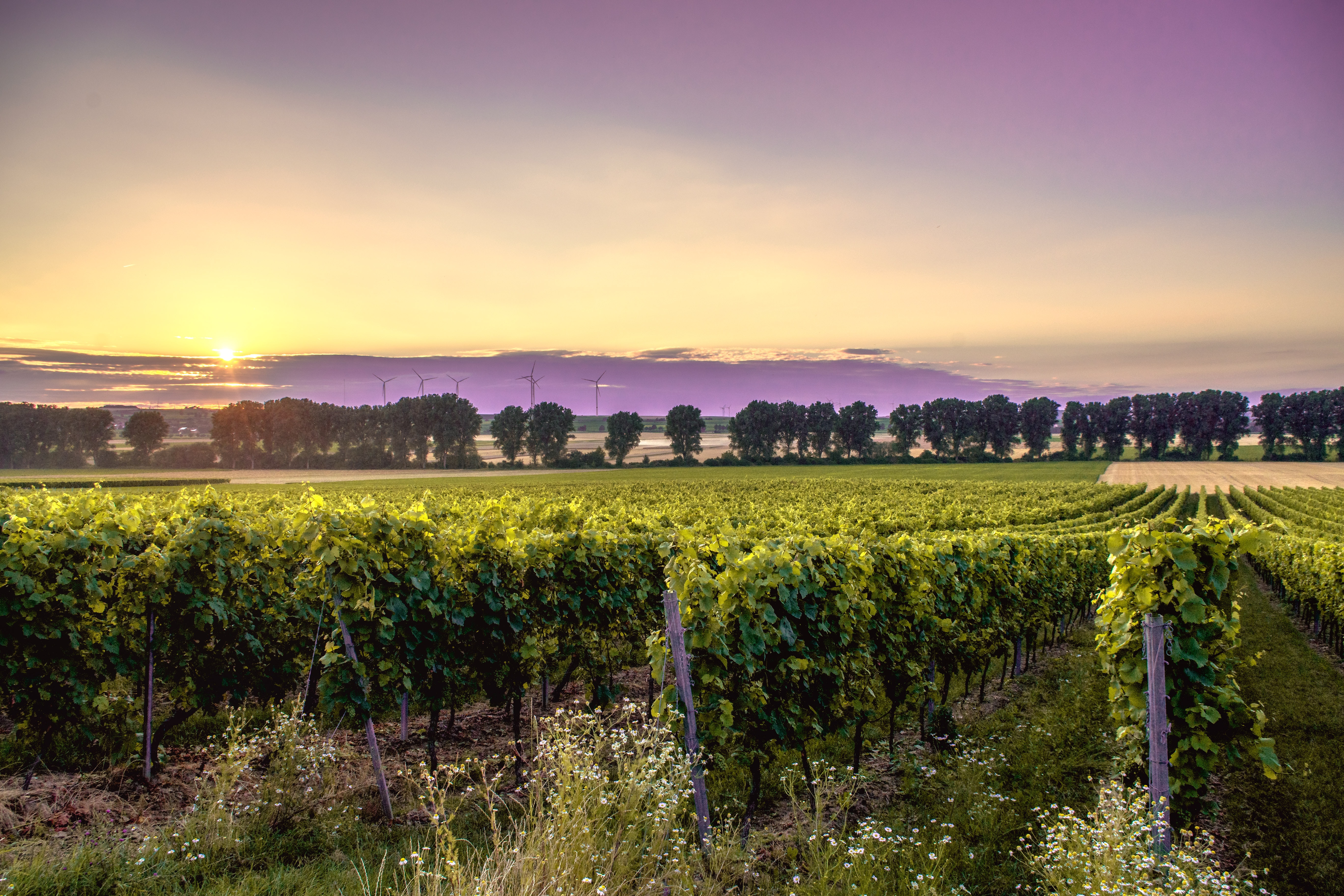 Escapada Enológica Rioja Alavesa