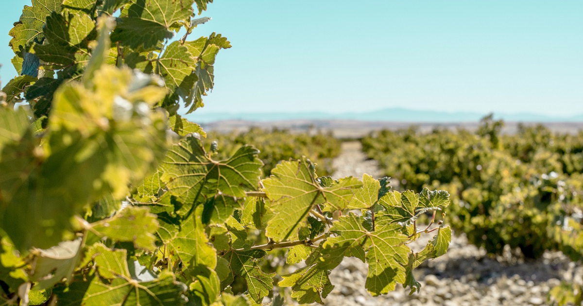 Escapada Enológica Rioja - Bodega Faustino