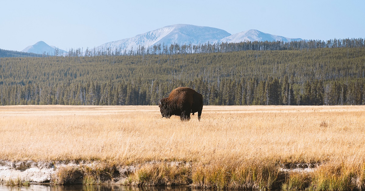 CODY - WEST YELLOWSTONE