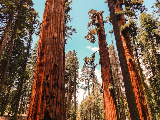 YOSEMITE - SEQUOIA NATIONAL PARK