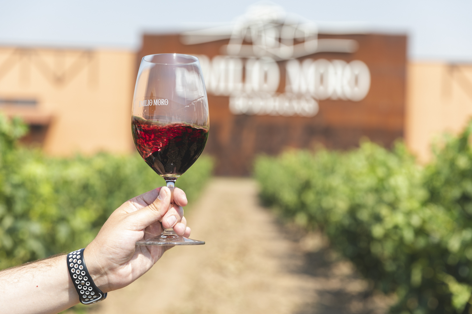 Escapada Valbuena de Duero Termal - Bodega Emilio Moro