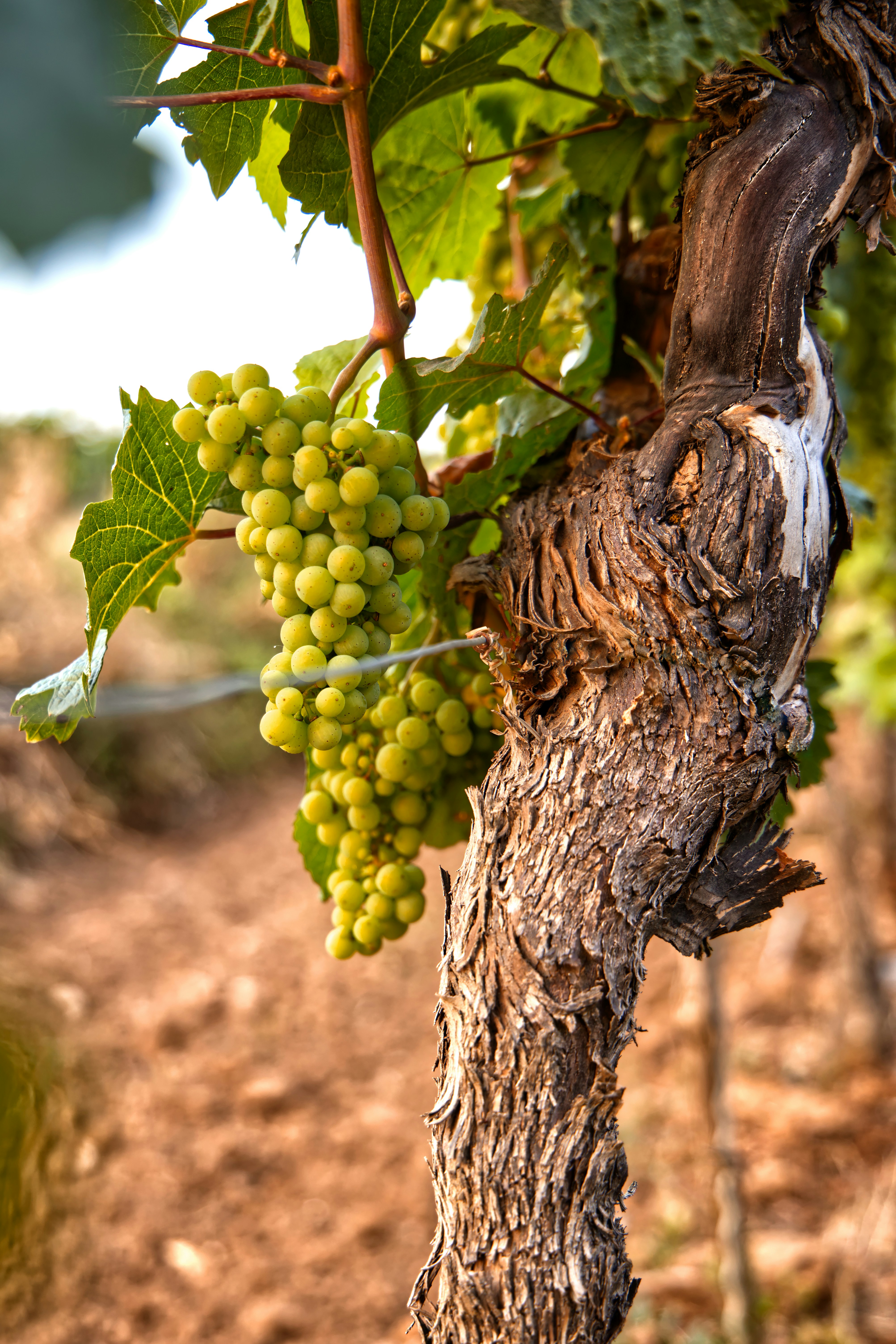 Pack Hotel + Visita Bodegas Gomez Cruzado