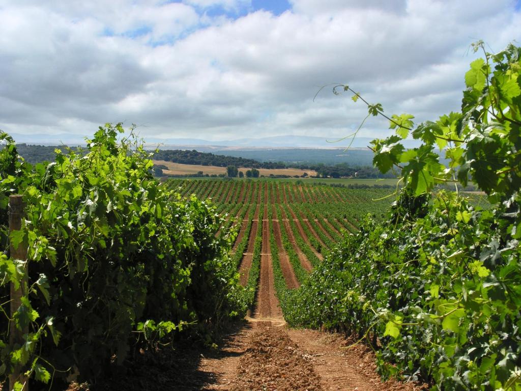 Escapada Gastronómica Aranda de Duero + Visita Bodega Pradorey