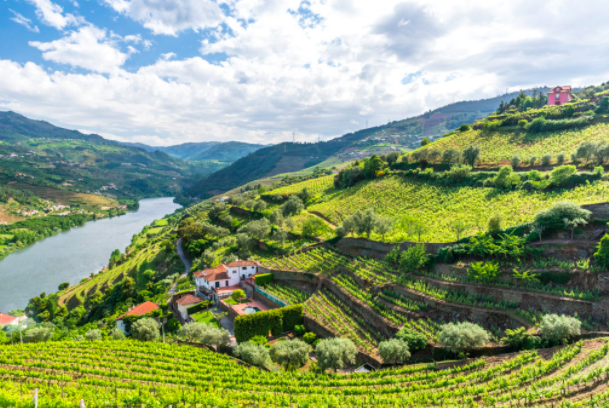 Tour Enológico Valle del Duero
