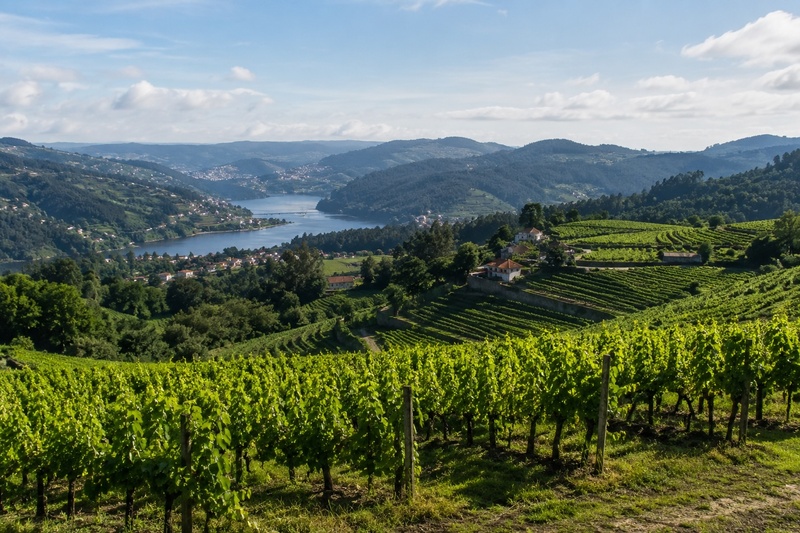 Galicia entre Viñedos