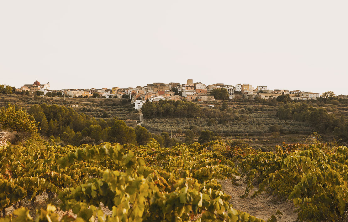 Visita a la Bodega y Cata Celler Mas Roig