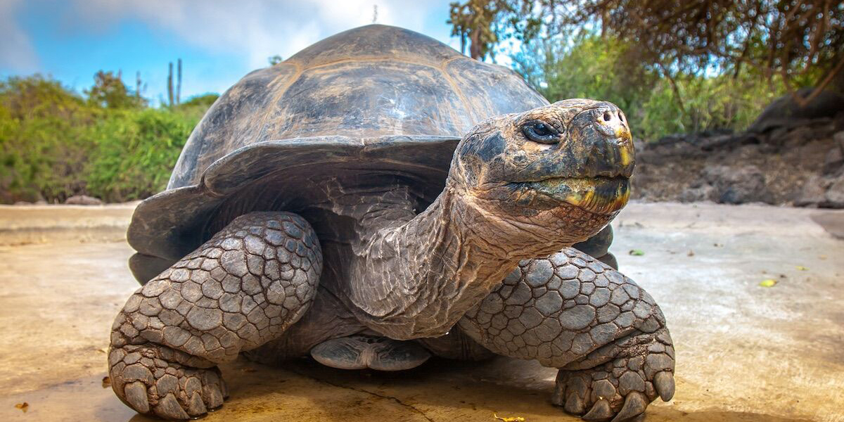 Quito e Islas Galápagos