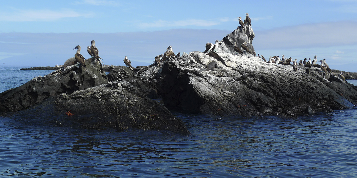 QUITO / ISLAS GALAPAGOS / CRUCERO