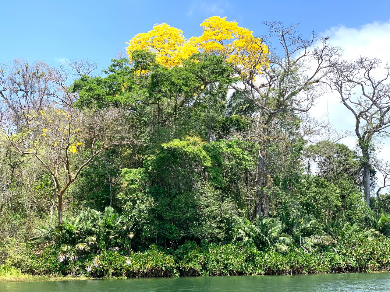 PANAMA (Comunidad Indígena Emberá)