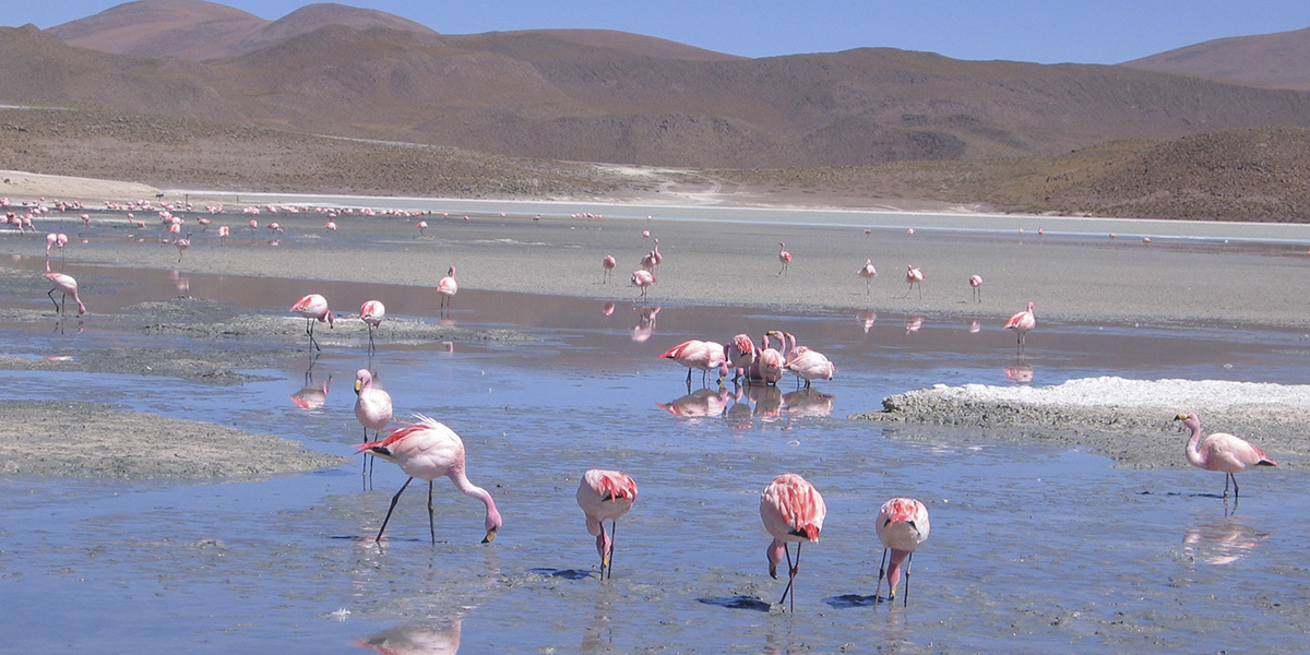 SAN PEDRO de ATACAMA (Toconao, Salar de Atacama, Chaxa)