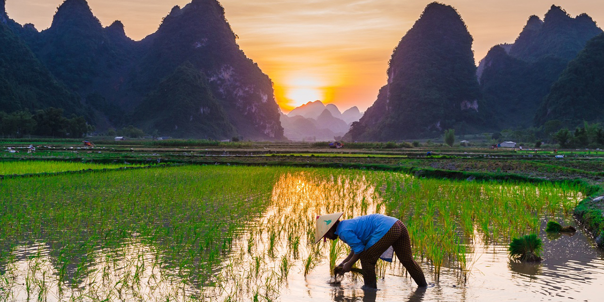 HANOI / HALONG-LAN HA (Crucero por la Bahía)