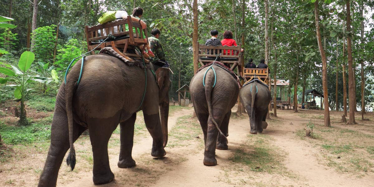 LUANG PRABANG (Campamento de Elefante)