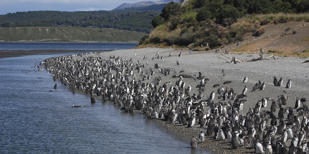 USHUAIA (P.N. Tierra del Fuego)