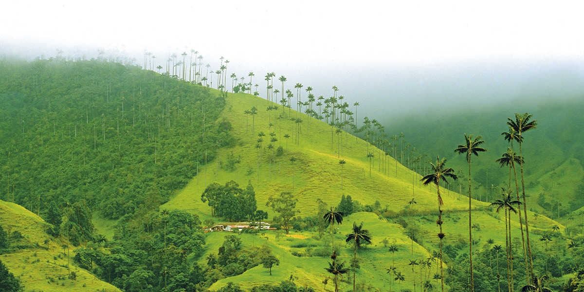 ARMENIA o PEREIRA (Tour al Valle de Cocora y Salento)