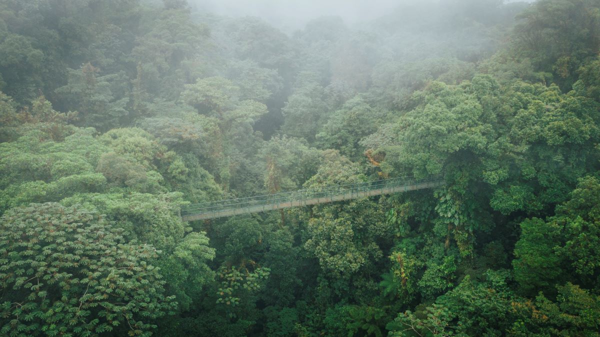 MONTEVERDE (Día libre)