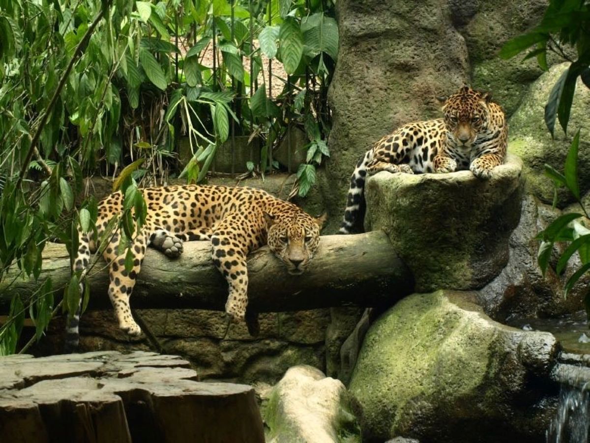 SAN JOSE / MEXICO