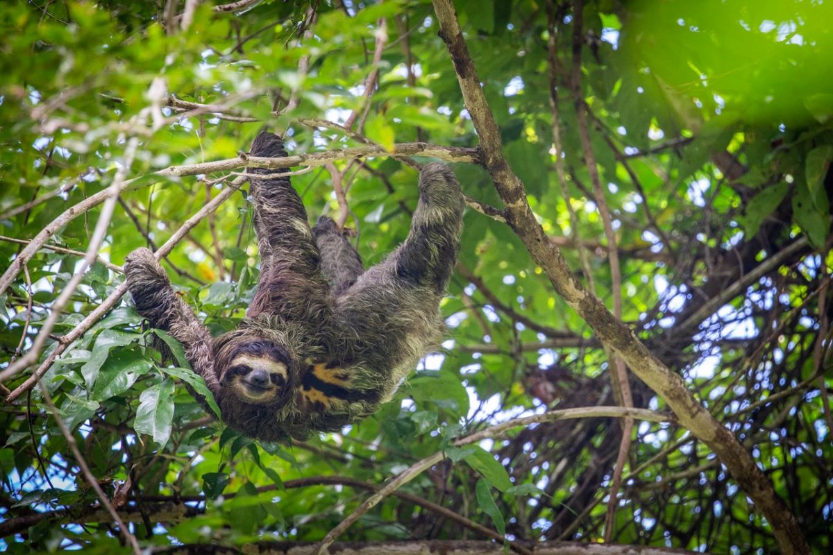 GUANACASTE / MEXICO