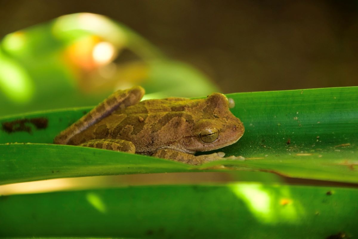 Escapada a Costa Rica