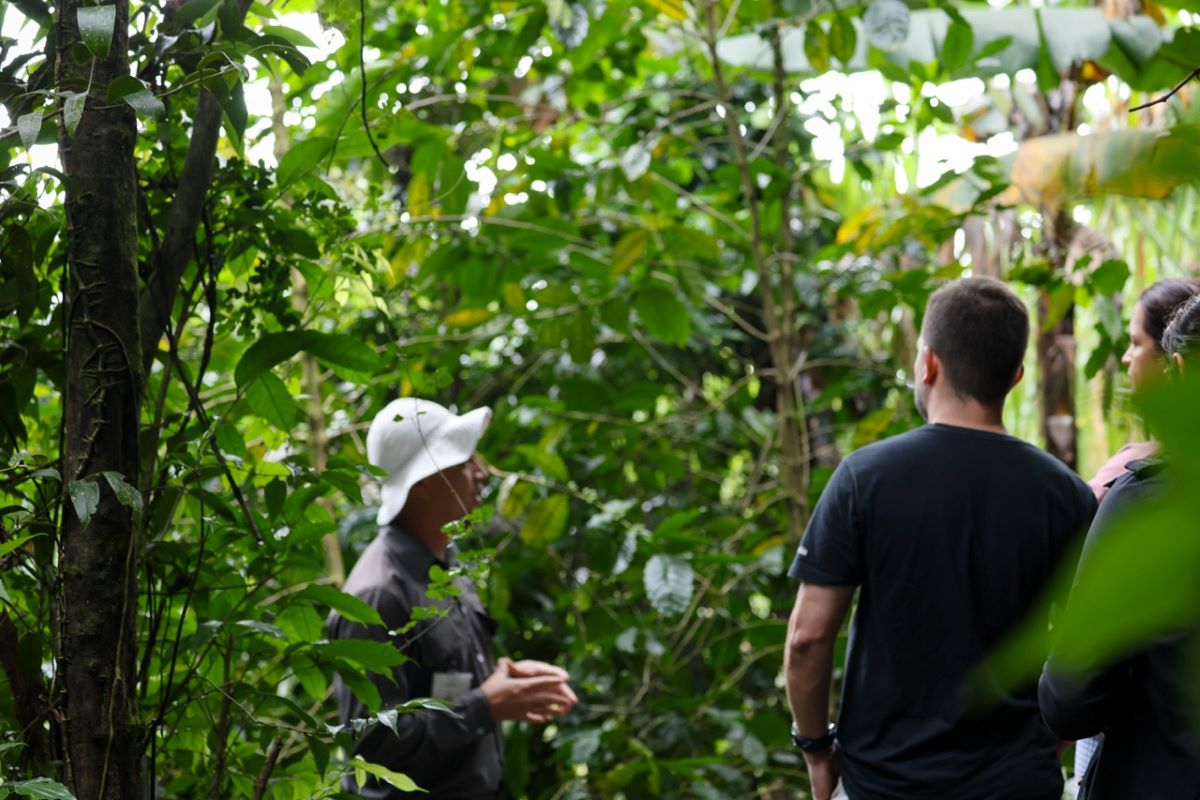 MONTEVERDE (El Trapiche; café, chocolate y caña de azúcar)