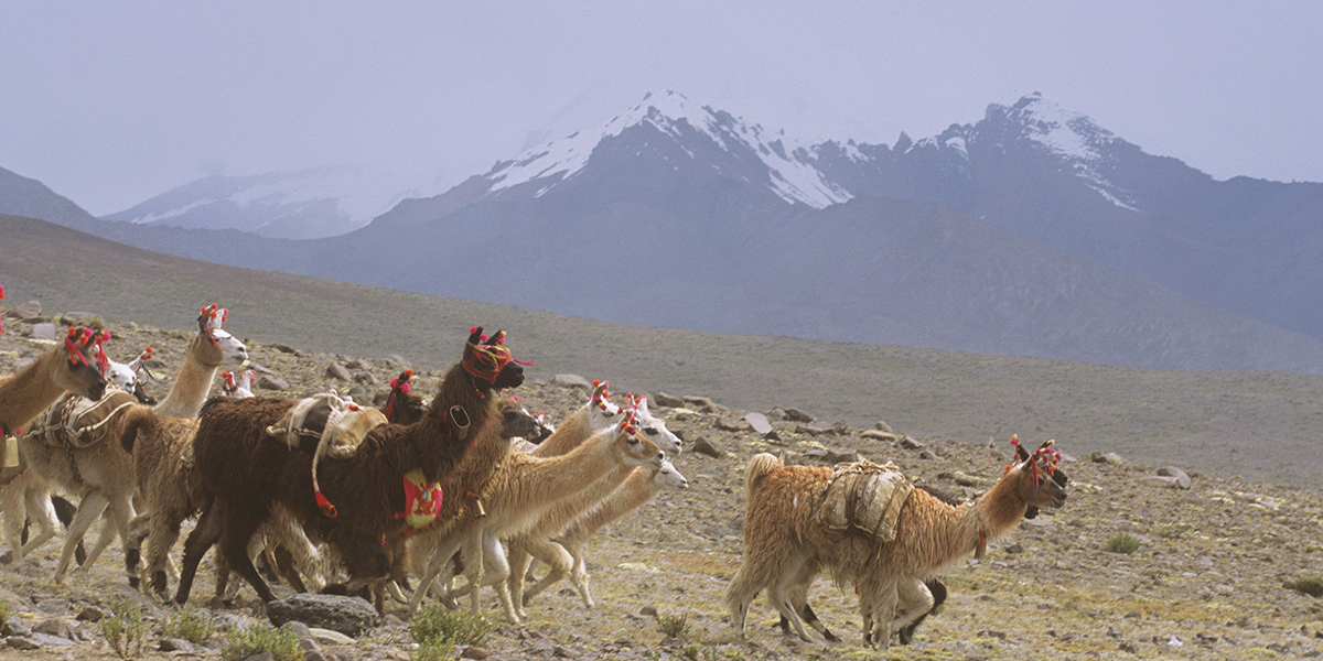 AREQUIPA / COLCA