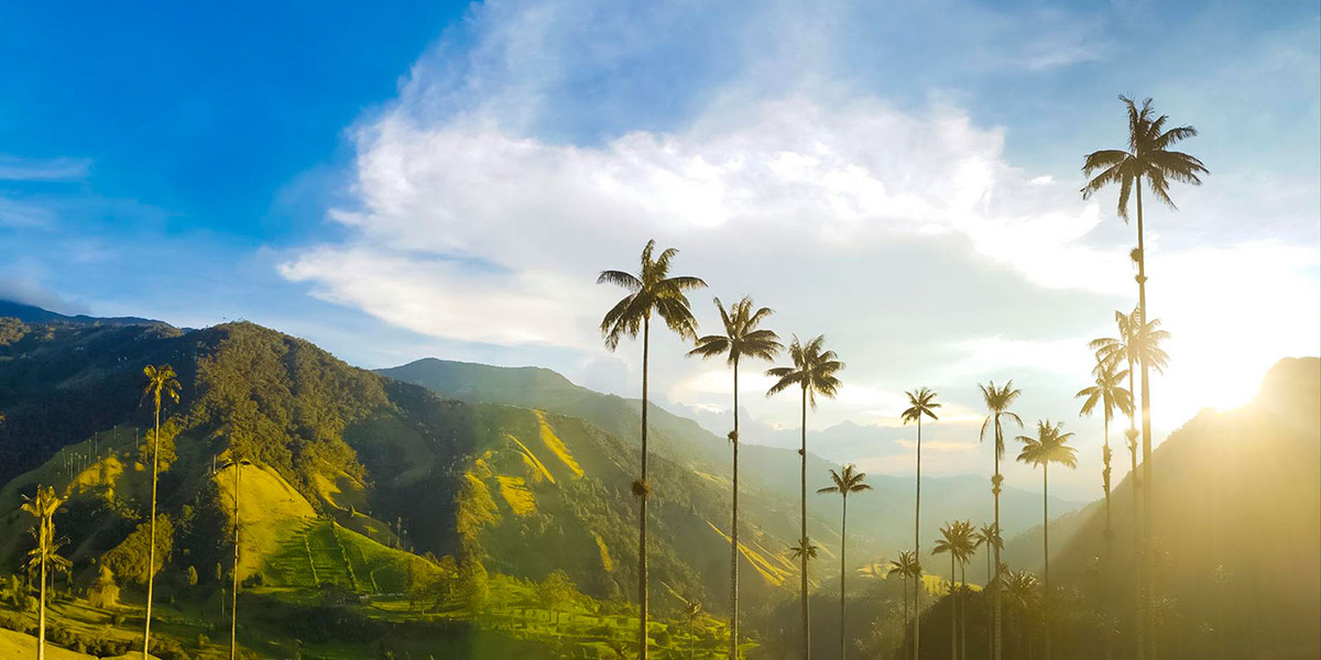 PEREIRA ó ARMENIA (Tour al Valle de Cocora y Salento)