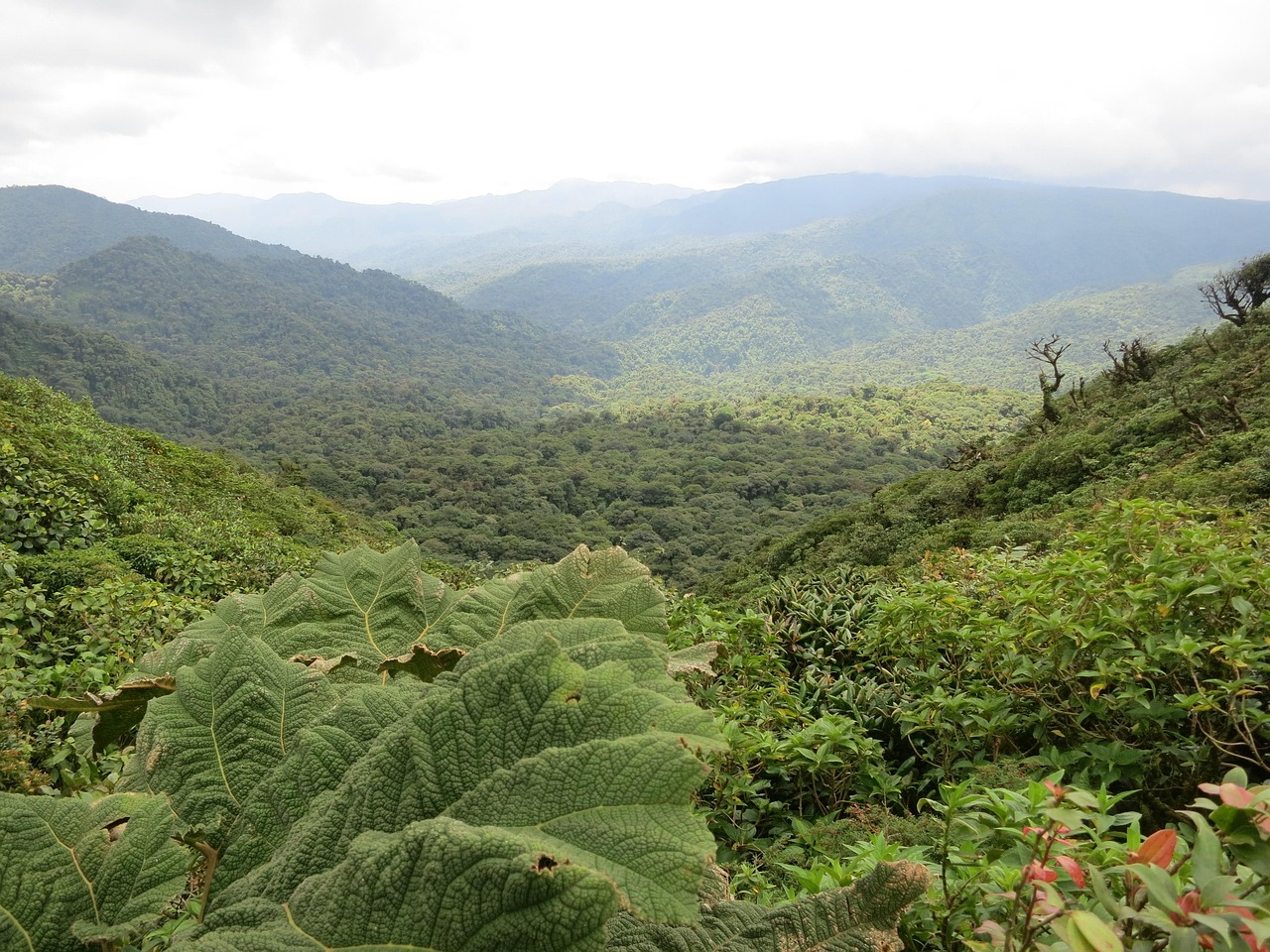 ARENAL - MONTEVERDE (60km – 2,5h por carretera / 45 min en barco)