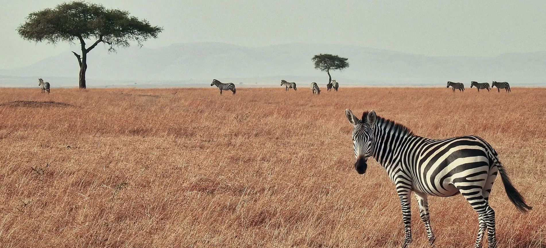 Viaje a Kenia en 10 días. Safari y playa