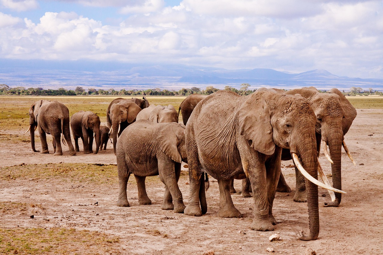NAIVASHA – NBO - AMBOSELI