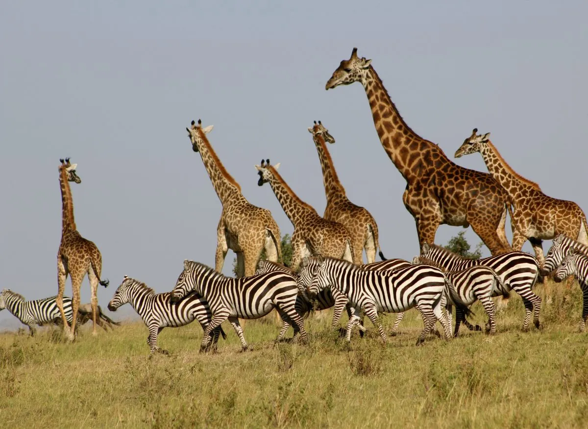 AMBOSELI – NAIROBI – SALIDA