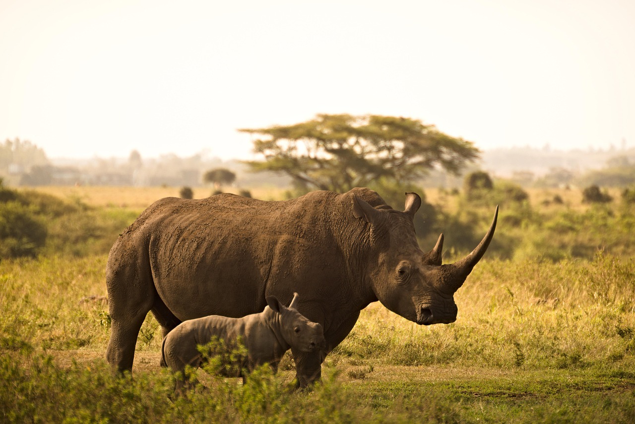 Viaje a Kenia en 9 días con safaris