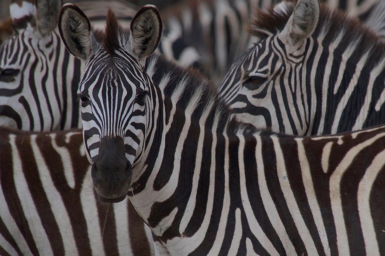 Viaje a Kenia en 9 días con safaris
