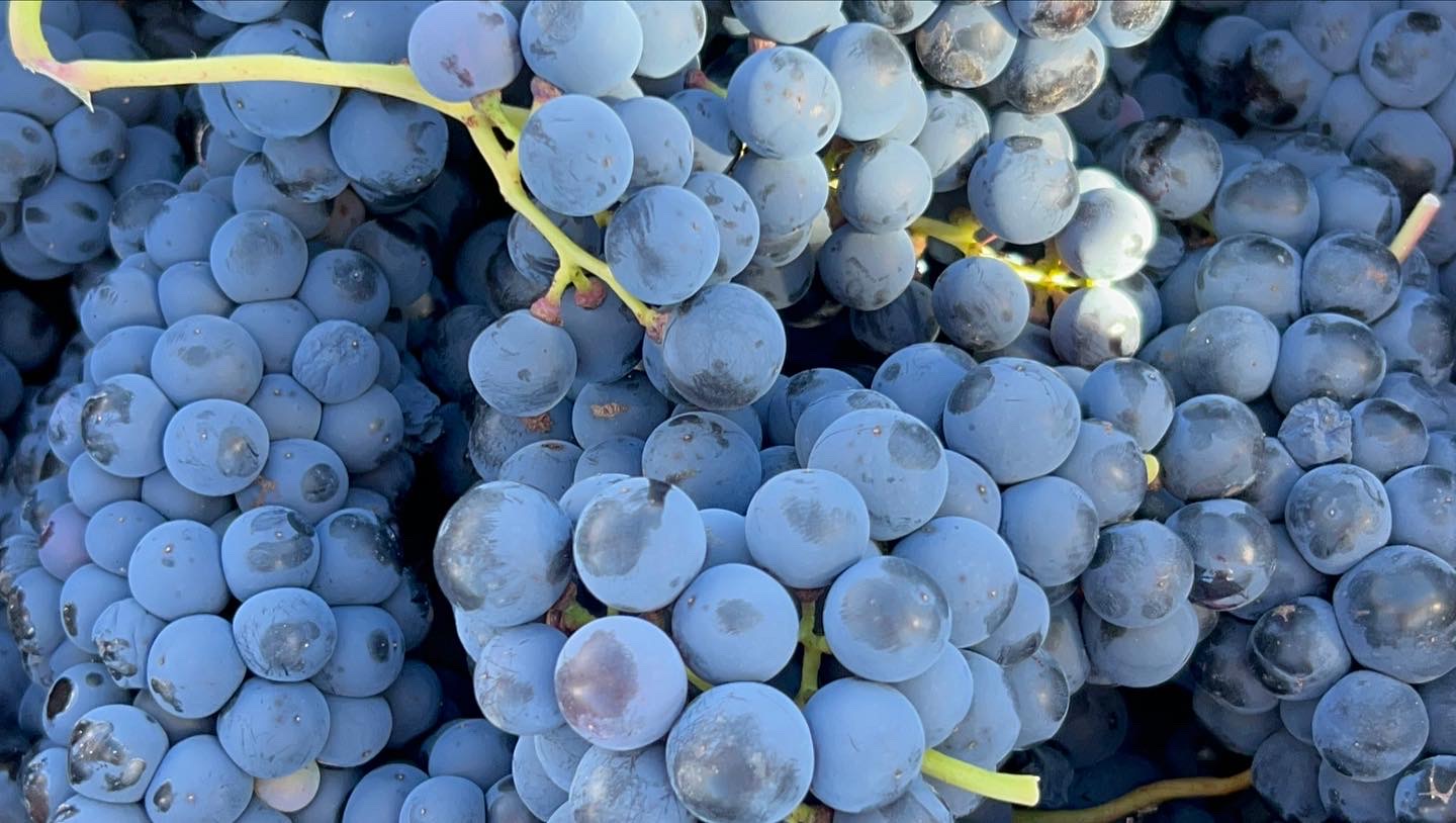 Vendimia PREMIUM Ribera del Duero y La Rioja 2026