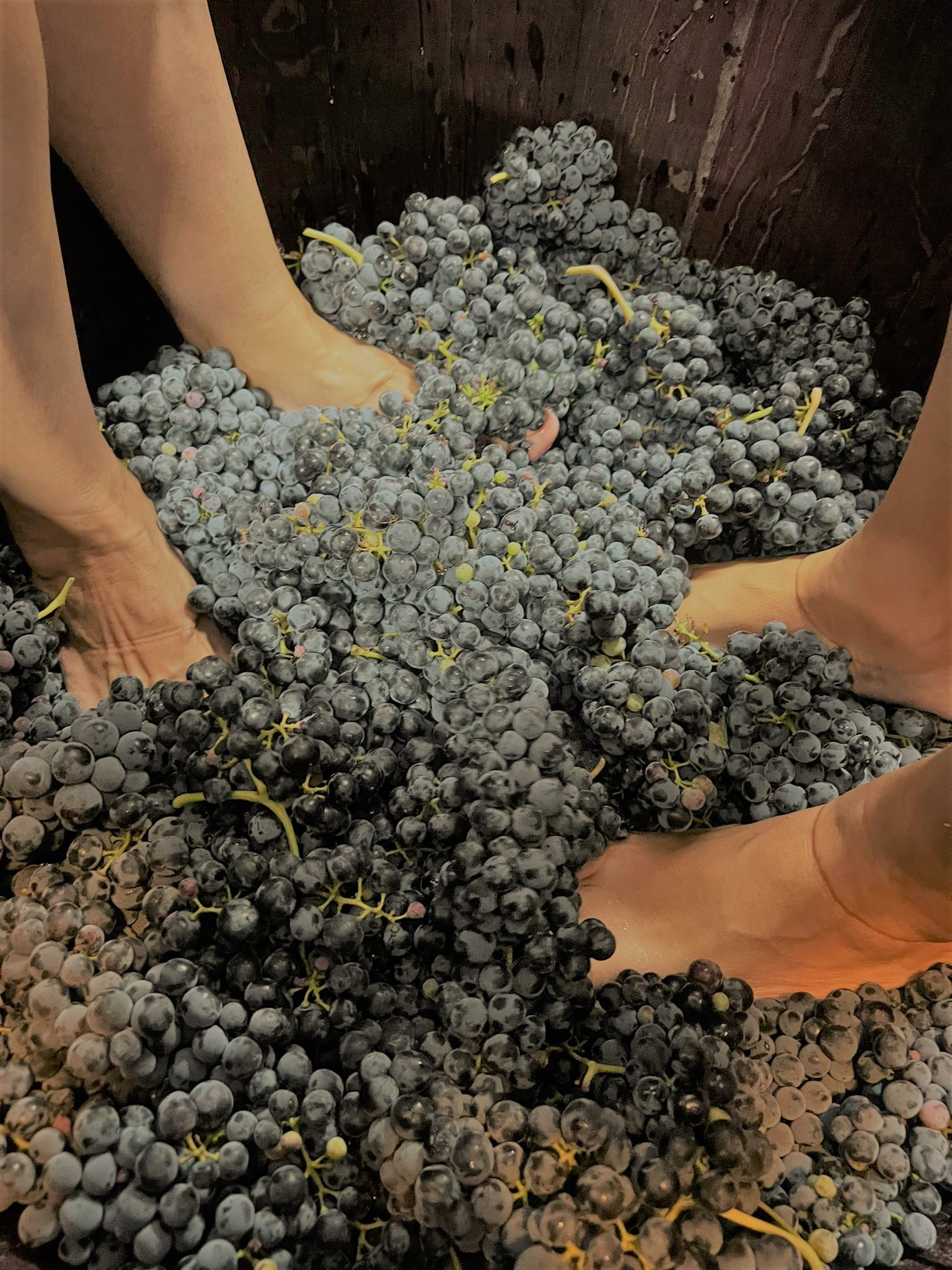Ribera del Duero -  Vendimia tradicional