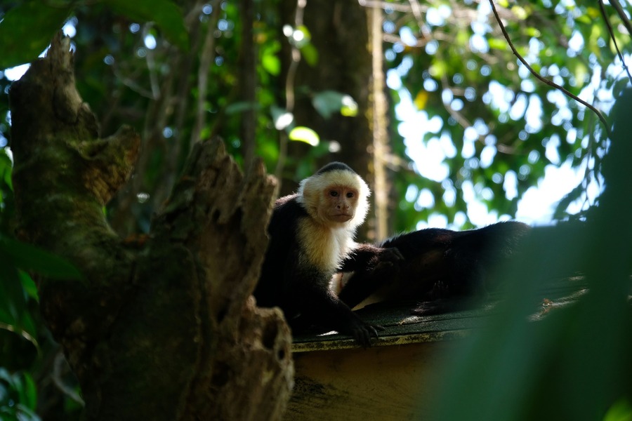 Día 8 — Monteverde → Manuel Antonio: la selva se encuentra con el Pacífico