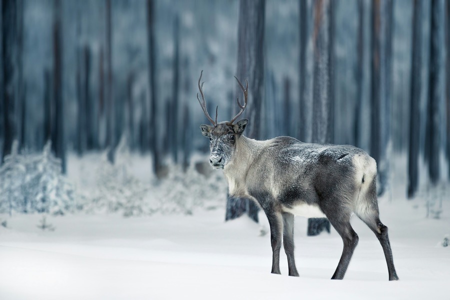 Día 10 — Saariselkä: renos, huskies y cultura sami