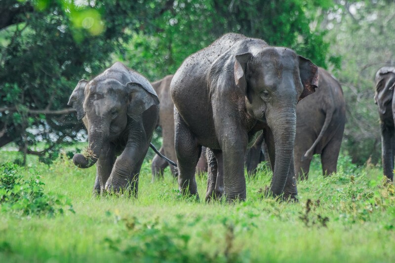 Imprescindibles de Sri Lanka