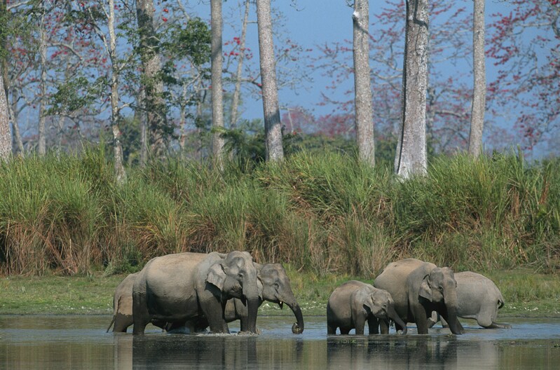 Parque Nacional de Chitwan