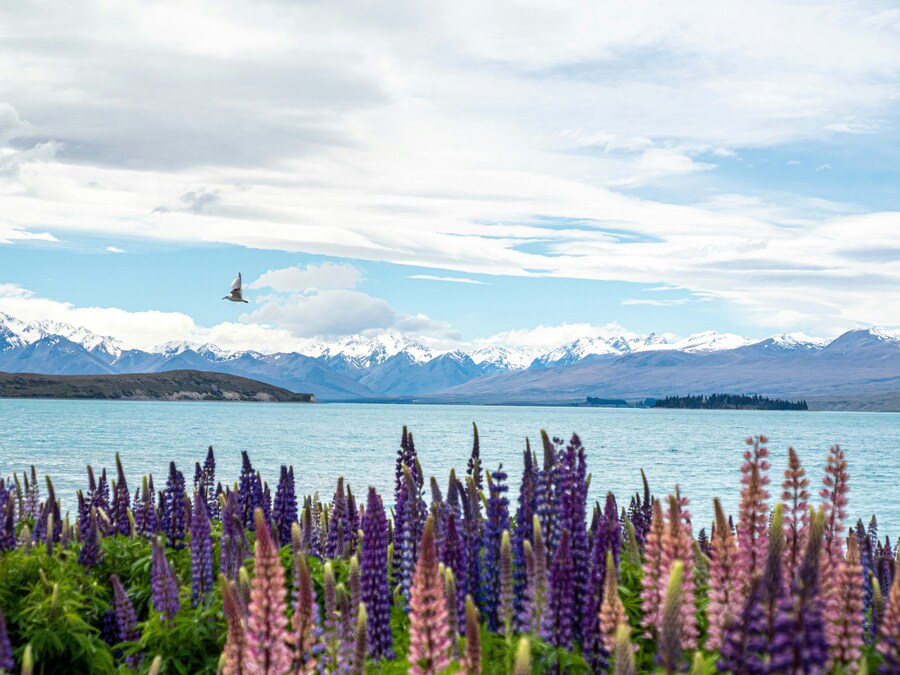 Día 6 — Christchurch / Lago Tekapo