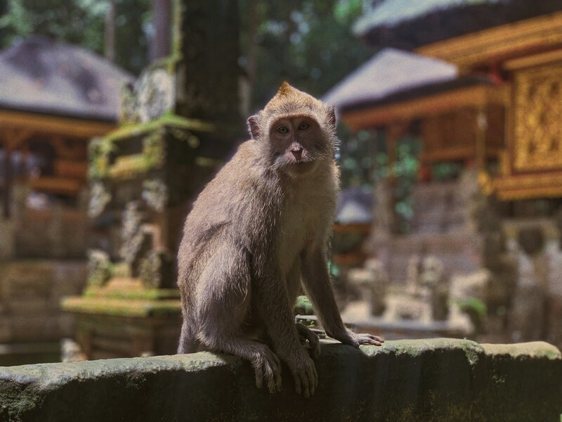 Cultura y Relax en Bali