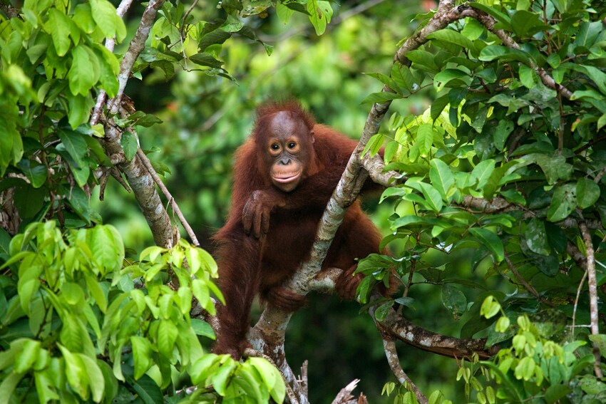 Borneo, Bali y Gili