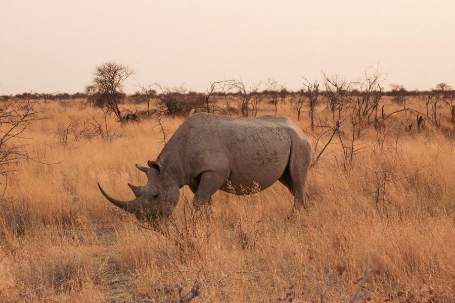 Namibia a pinceladas.